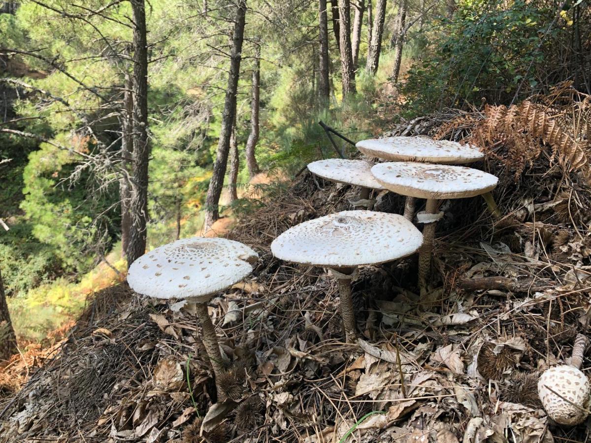 Hotel Barbacedo Mijares  Dış mekan fotoğraf
